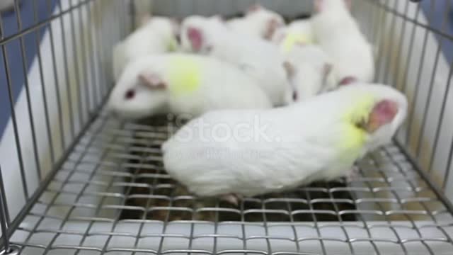 Guinea pig cultred in the cage for experiment 🥰