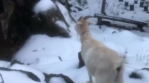 Collab copyright protection - tan goat faceplants in the snow