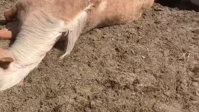 Horse sleeps so soundly in the field that neighbors keep calling to report her dead