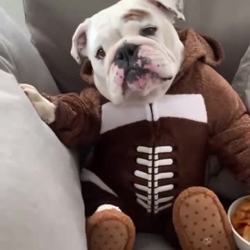 My Lovely Friend cannot eat when you look at it. Funniest Reaction