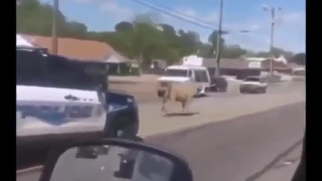 Video of Police Chase A Cow With Very Funny Commentary