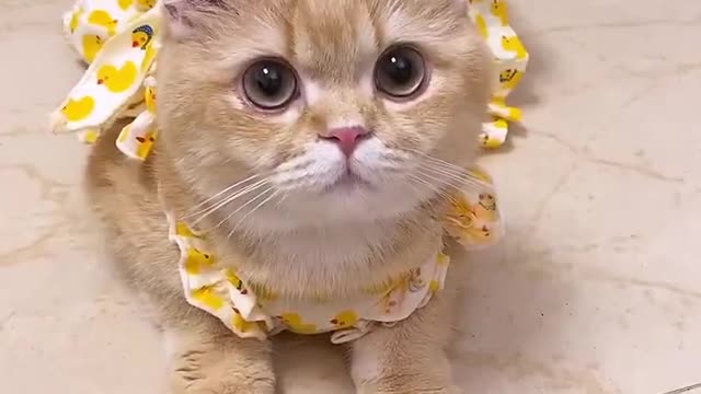 Your Lovely Cat 😻 Make you feel Happy