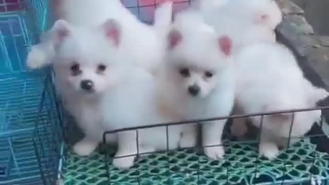 Mini Cute Pomeranian Boo Dog Video #funnydogs #funnyanimals #puppy