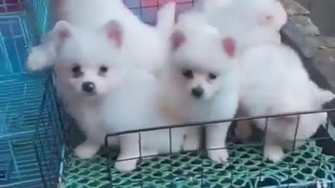 Mini Cute Pomeranian Boo Dog Video #funnydogs #funnyanimals #puppy