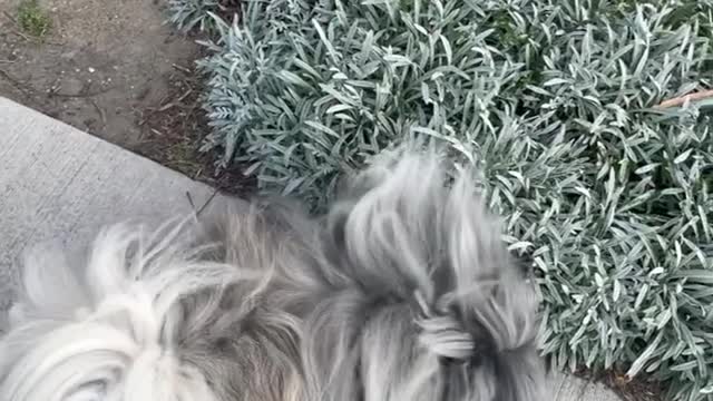 🔥Funniest Dogs will make you laugh all day long | Instagram Reels and Tiktok Videos | Desi animals 🔥