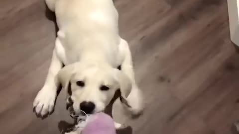 Funny 🤩 Pet video🥰