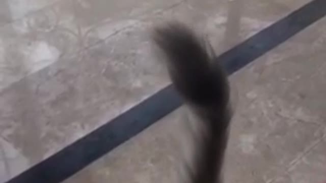 Grey slomo cat jumps for string but misses