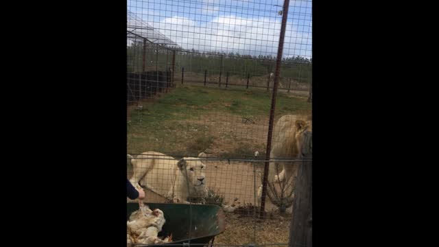 Lion Catches Food Mid-Air