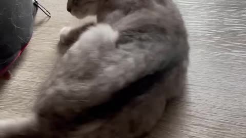 the cute cat acting cute