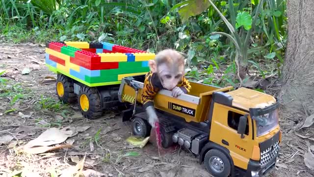 BinBin Monkey Rabbit goes supper truck to pick fruit_Cut