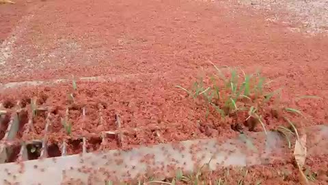 Christmas Island - Millions of Baby Crabs