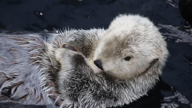 An Otter swimming on the water