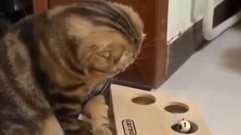 Cat Trying to figure out the toy