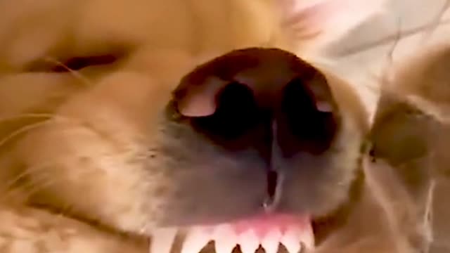 Did he bite his foot?