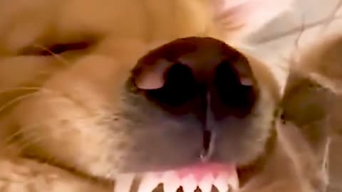 Did he bite his foot?