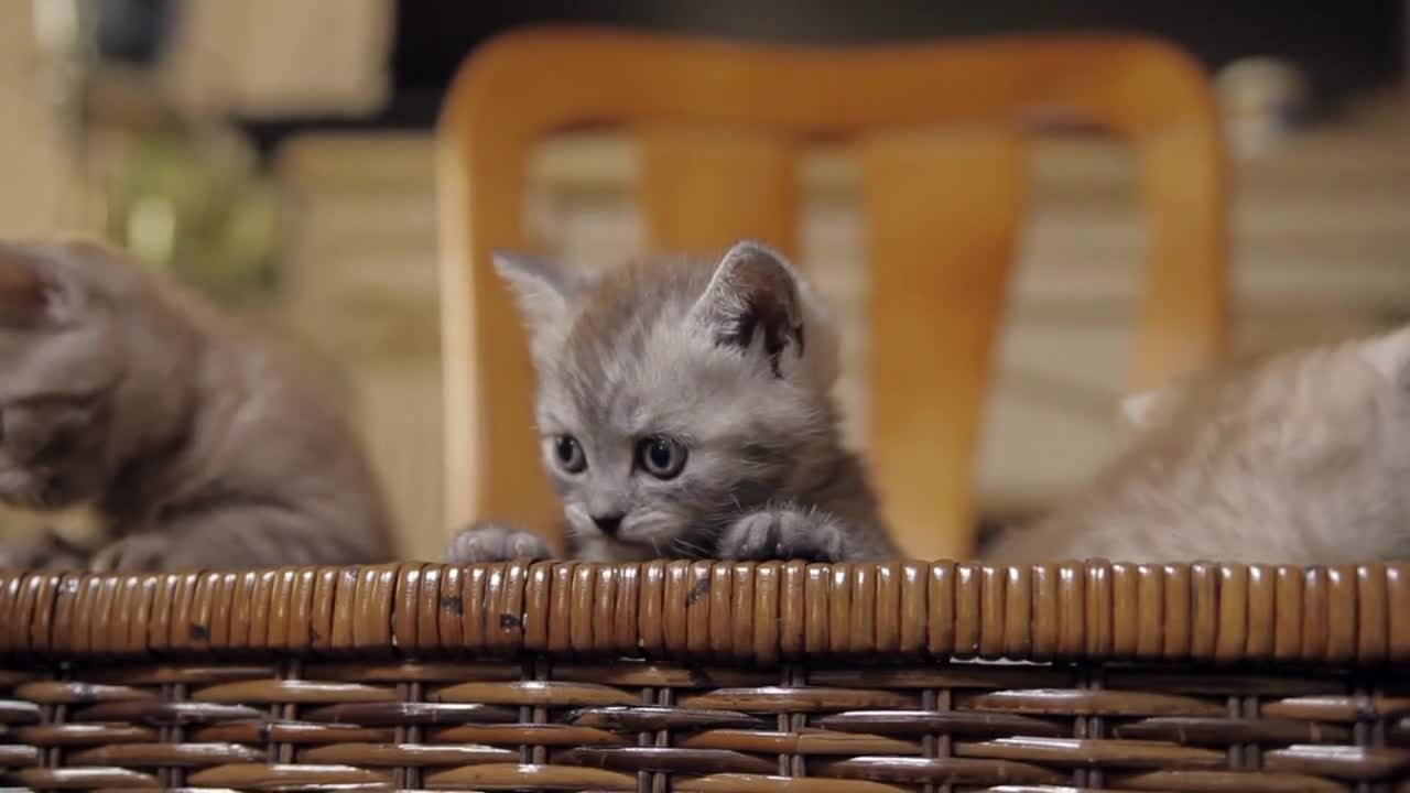 Three little kitten with blue eyes are sitting in a wicker box and trying to jump