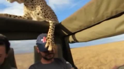 cheetah on the car