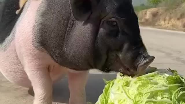 🐕Puppies riding on piglets are really funny🐷