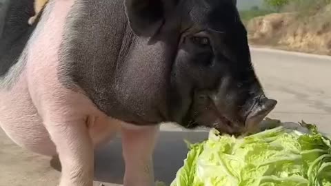 🐕Puppies riding on piglets are really funny🐷