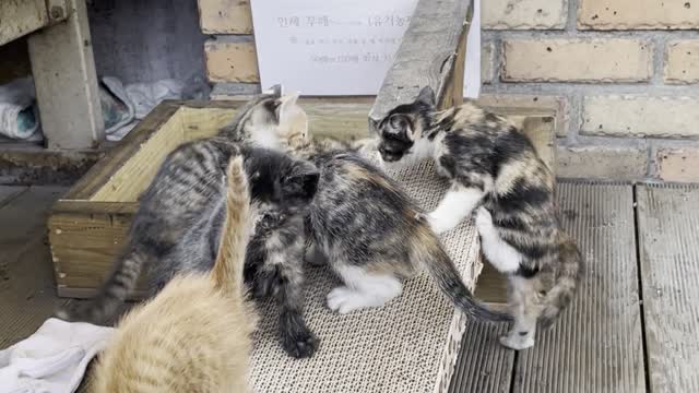 mother cat and five kittens