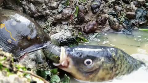 Fish Attack To Tortoise