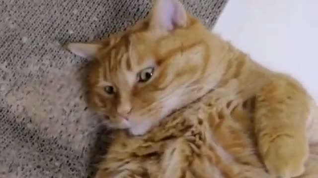 FunnyCatsToday，Funny Cat You Might Never See Before, part87