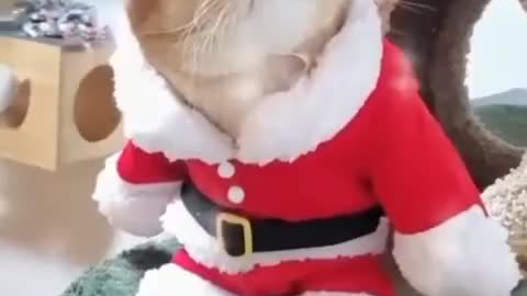 Wish you Merry Christmas Day 🥰