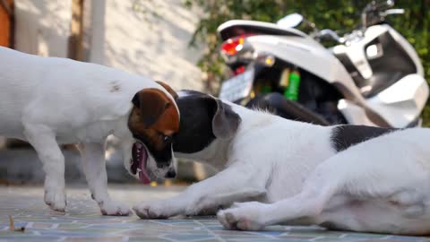 Two Cute Dogs Playing Together Outdoors