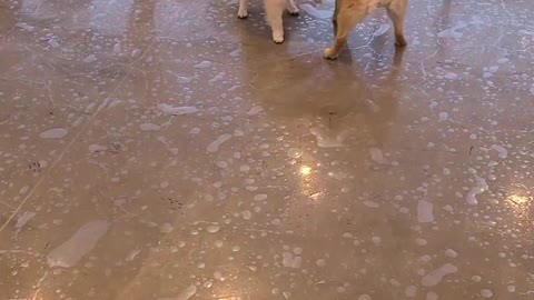 Pomeranians having fun