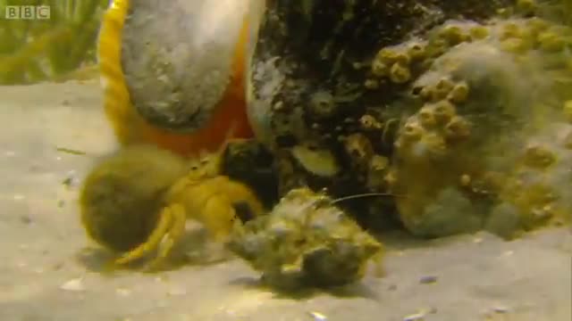 Giant Horse Conch & Burglar Hermit Crabs | Blue Planet | BBC Earth