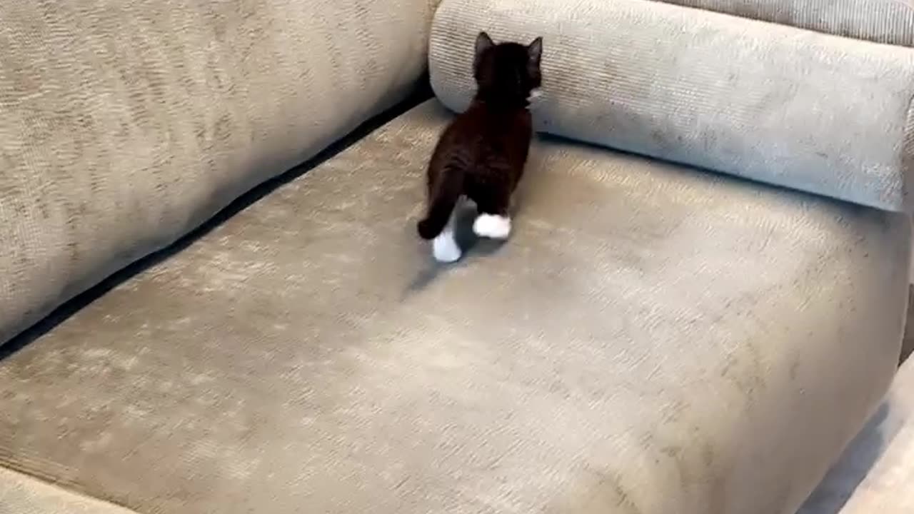 Tiny Kitten Climber Gets Surprised by Rolling Pillow