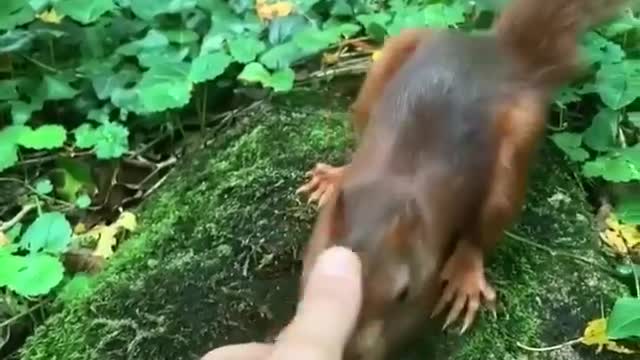 Cute squirrel