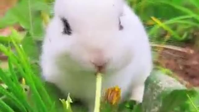 Cute little rabbit