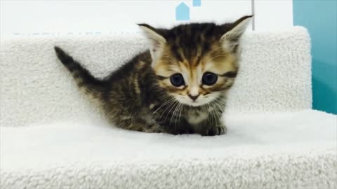 Short leg munchkin kitten video cute kitten