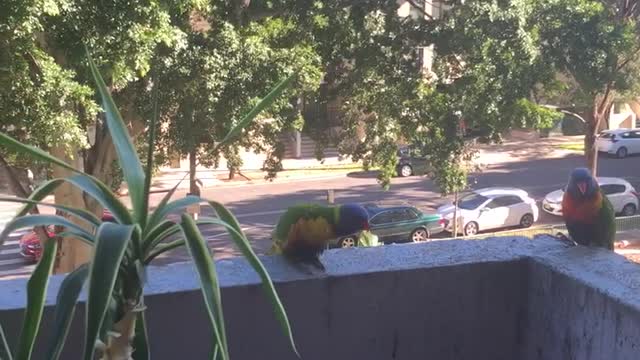 The Parrots came very Often to Visit Me