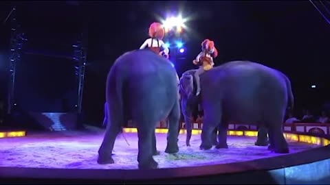 Imagine: you are watching a show and an elephant falls on you