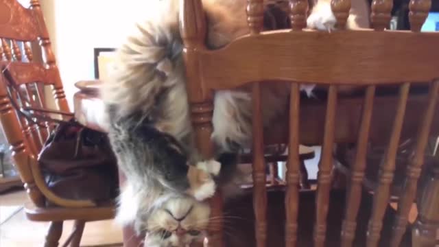 Interesting Cats Will Make You Laugh For Hours!!! NEW (Funny Cat Compilation) 😂😂