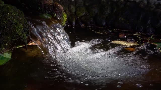 Spring Water Video | Nature | Garden