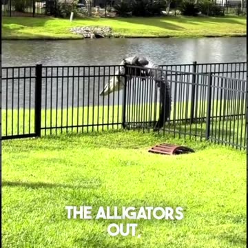 Crocodile go to the water