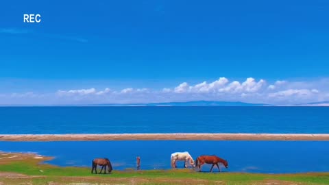 A flock of cattle and sheep in a beautiful hometown