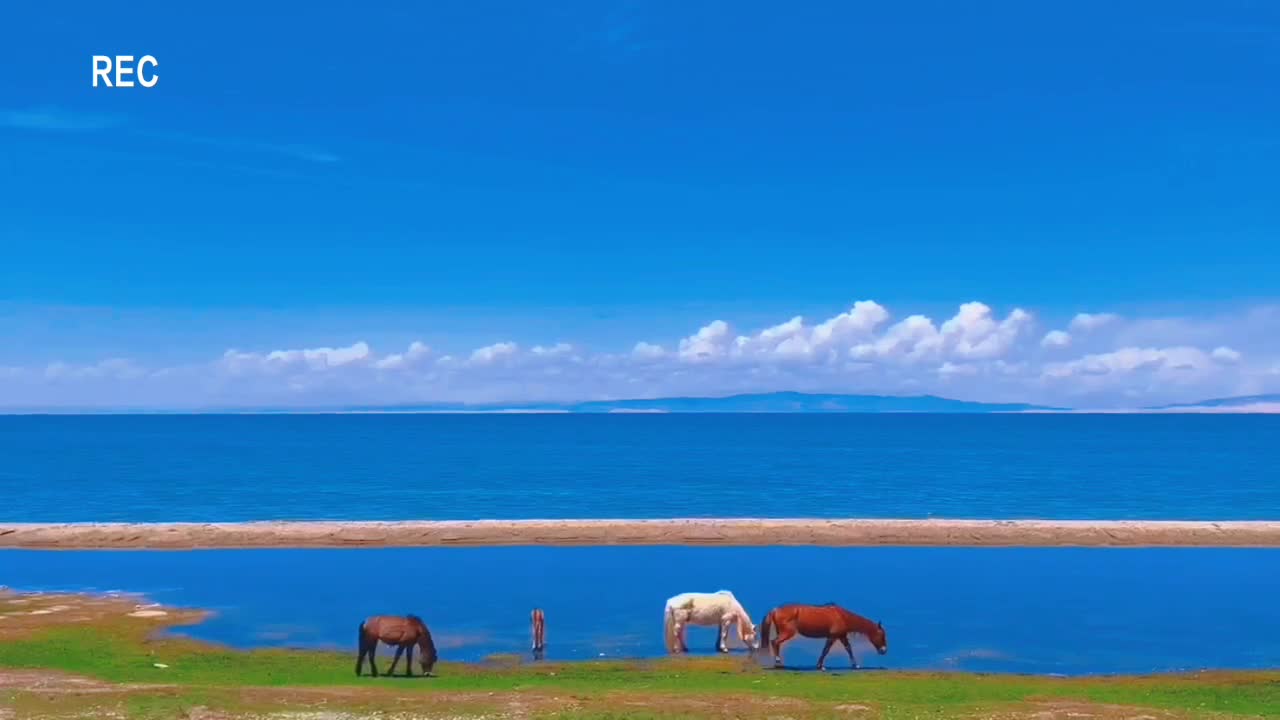 A flock of cattle and sheep in a beautiful hometown