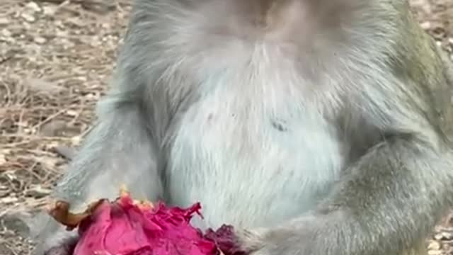 Cute Monkey China & Funny Love monkey| Animals Love