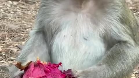 Cute Monkey China & Funny Love monkey| Animals Love