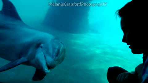 Amazing Dolphin Meets Boy Moment