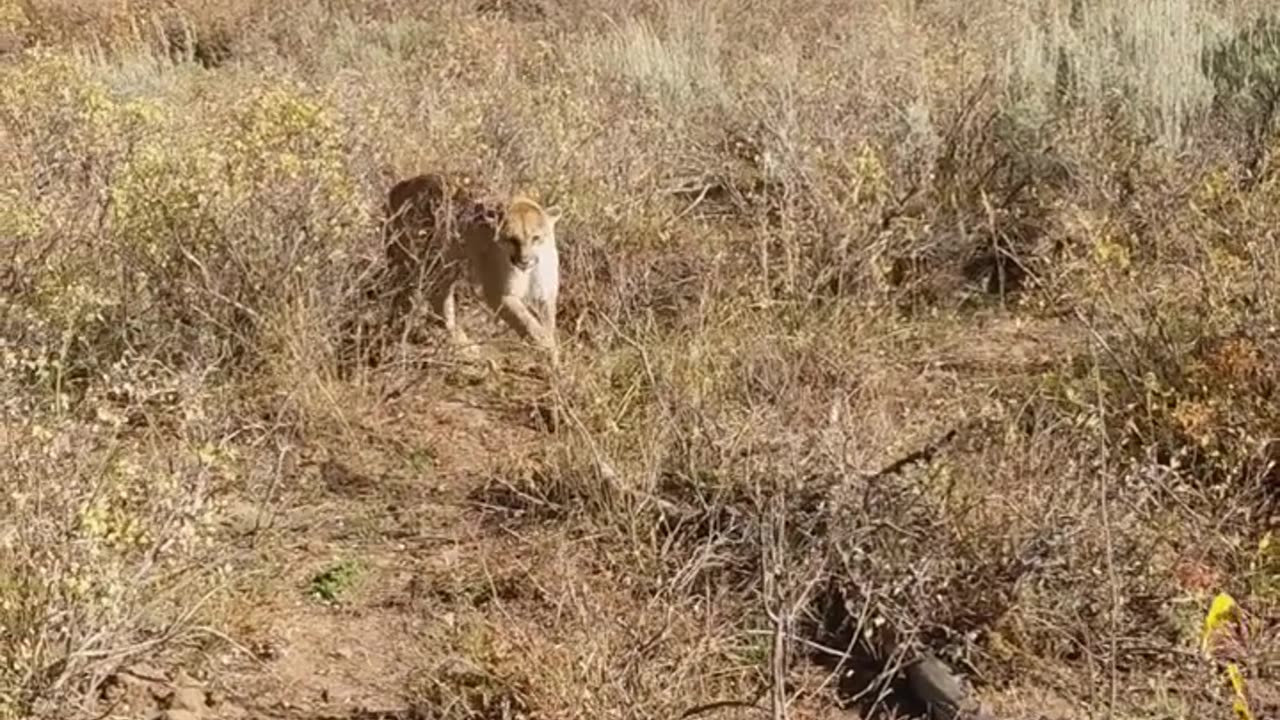 Mountain Lion 🐈 stalks elk hunter in Idaho.