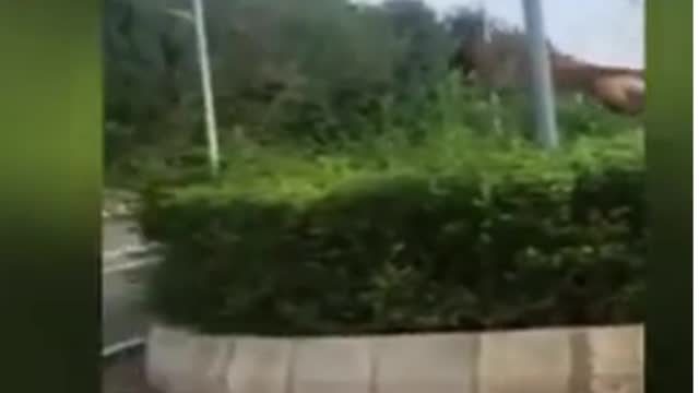 See A Dog Flying