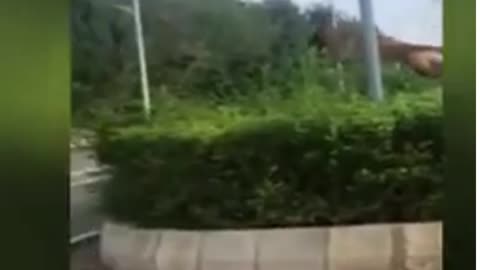 See A Dog Flying
