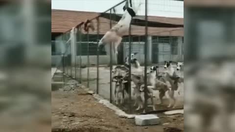 Funny Videos 2021 Try not to laugh
