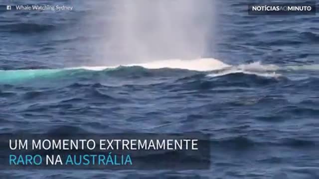 Raríssima baleia-jubarte albina é registrada na Austrália