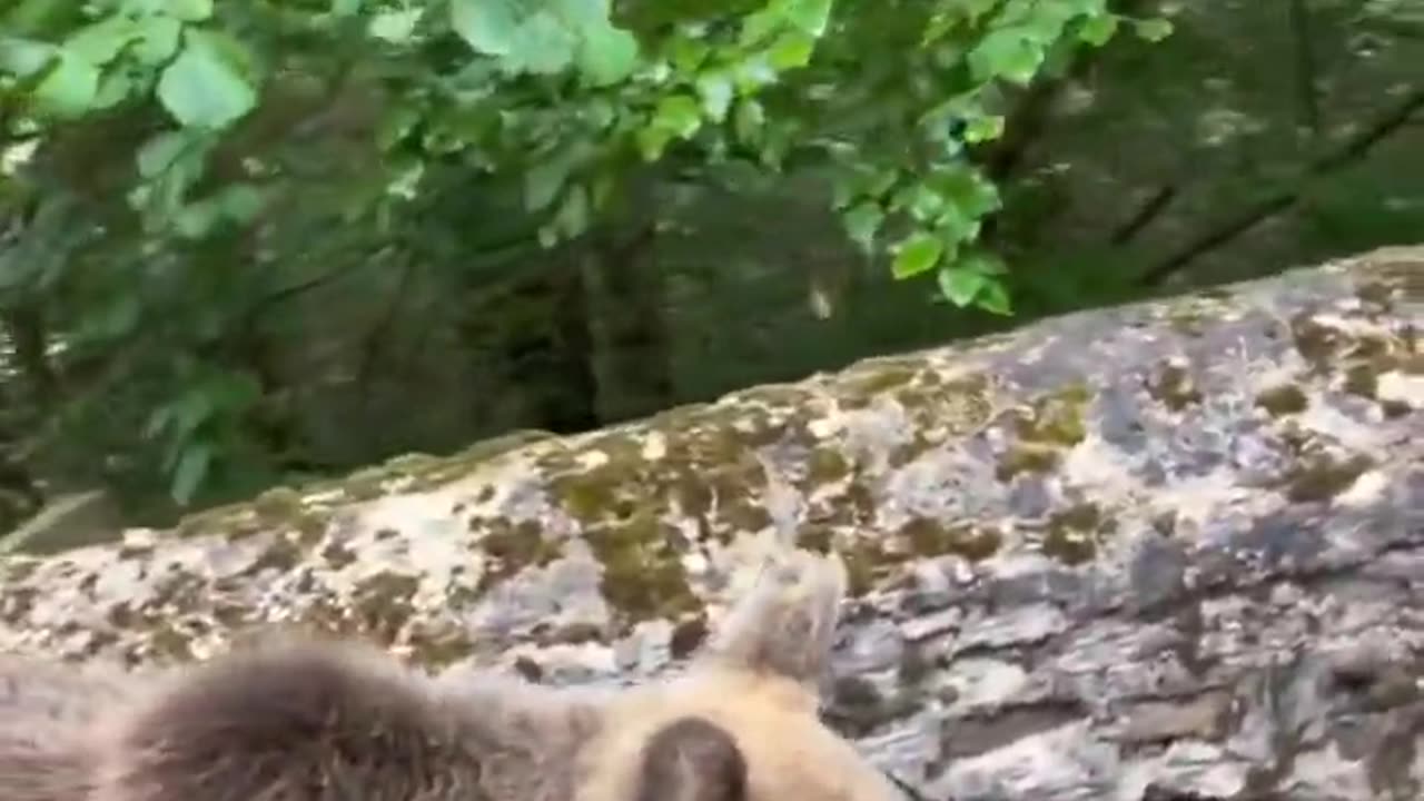 Bear: Seriously Bruh